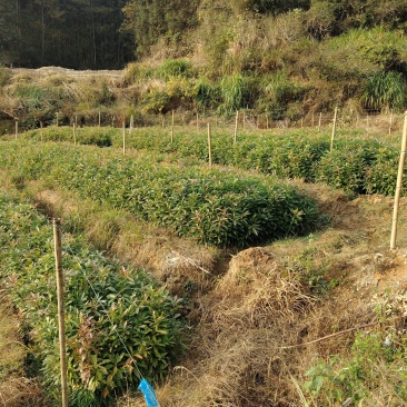 木荷袋苗