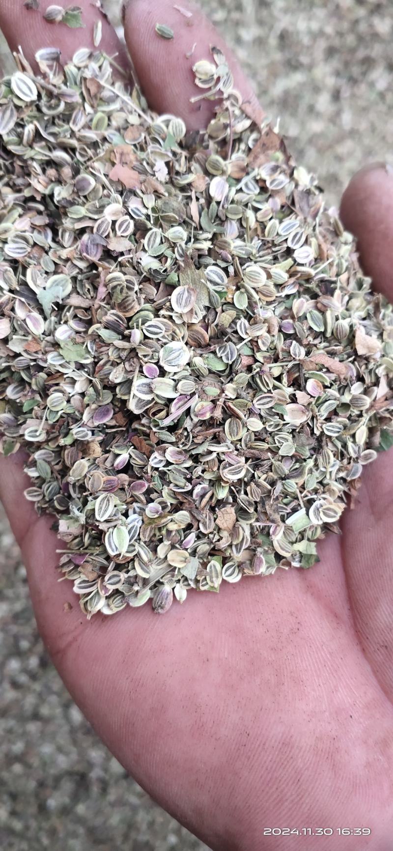 白花前胡种子，保证纯新不是纯新免费送！！！！！！！！！