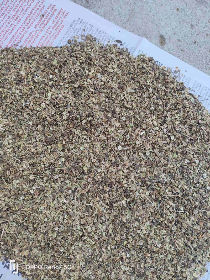 白花前胡种子，保证纯新不是纯新免费送！！！！！！！！！