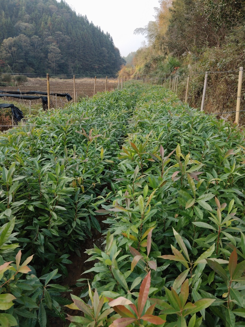 木荷袋苗