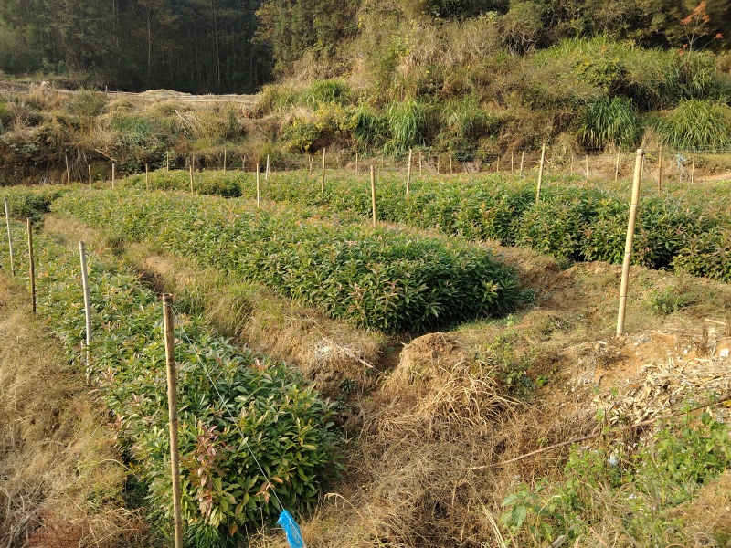 木荷袋苗
