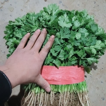 【香菜】实力精品大叶香菜大量上市品质保证量大从优