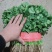 【香菜】实力精品大叶香菜大量上市品质保证量大从优