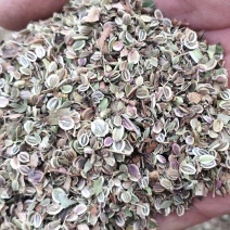 白花前胡种子，保证纯新不是纯新免费送！！！！！！！！！