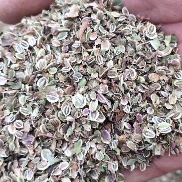 白花前胡种子，保证纯新不是纯新免费送！！！！！！！！！