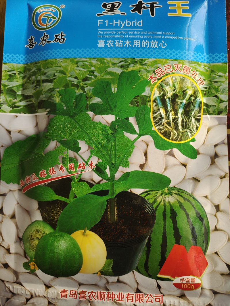 黑杆王西甜瓜嫁接专用砧木～抗病性强量大从优～全国发货