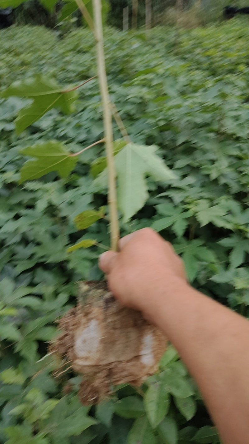 枫香袋苗
