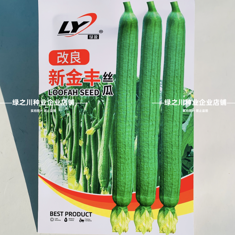 改良新金丰丝瓜种子特长早熟肉嫩香甜特长香丝瓜种子光滑