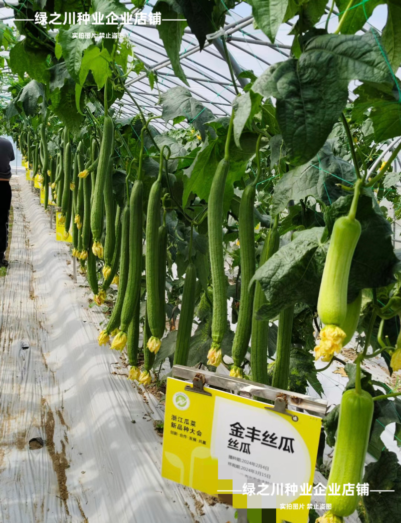 改良新金丰丝瓜种子特长早熟肉嫩香甜特长香丝瓜种子光滑