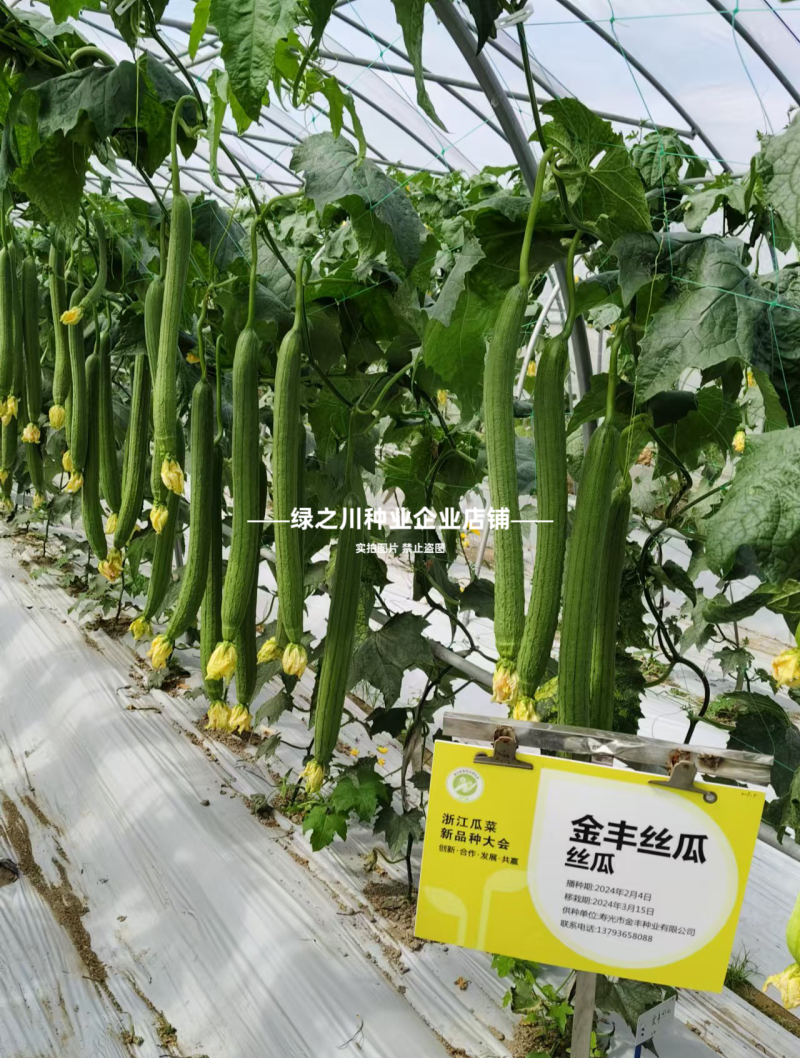 改良新金丰丝瓜种子特长早熟肉嫩香甜特长香丝瓜种子光滑