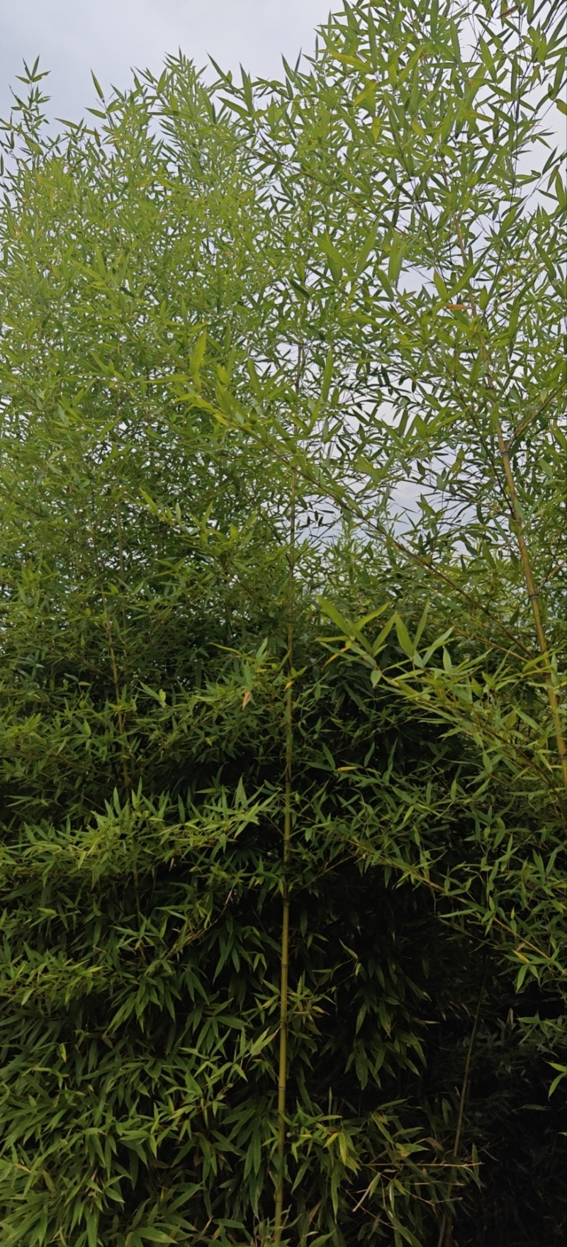 人面竹