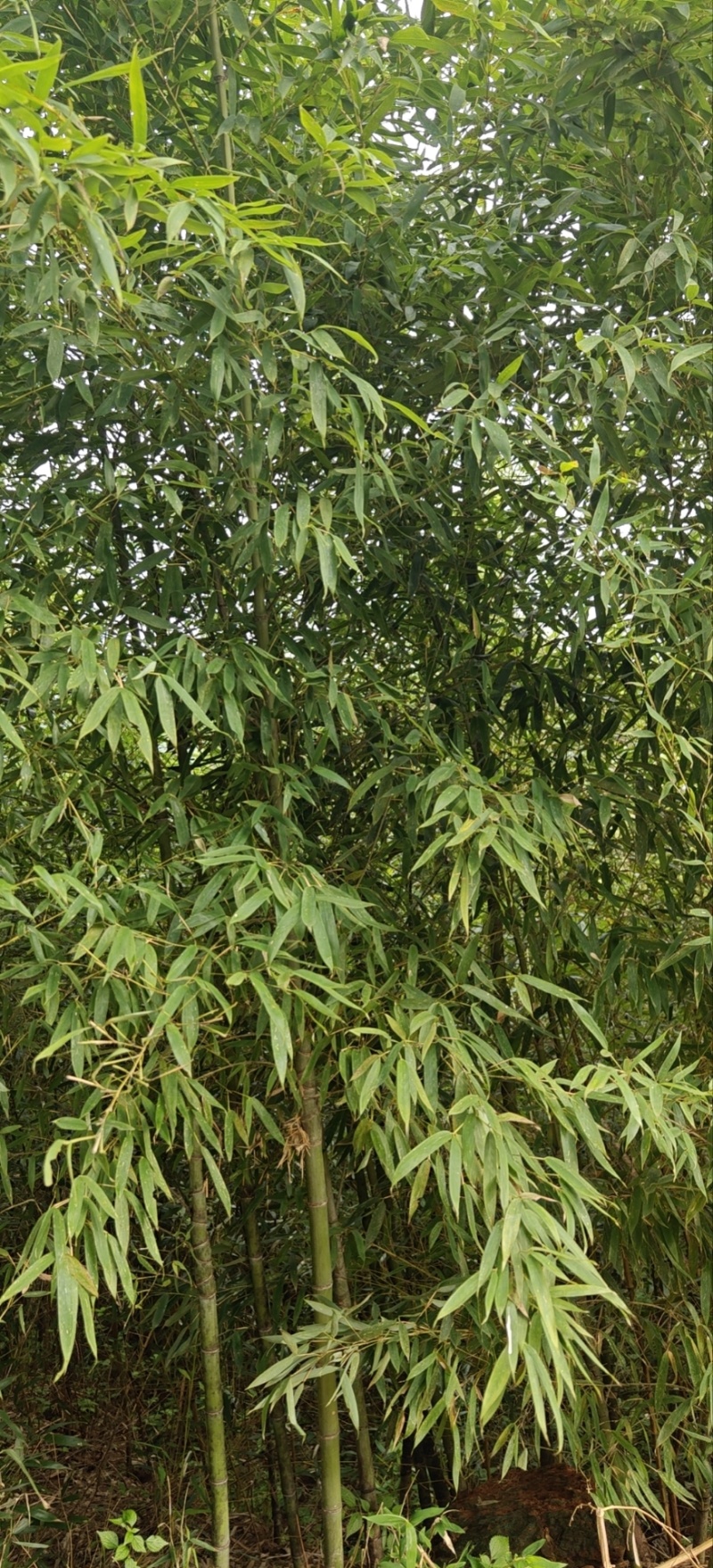 人面竹