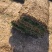 果岭草四季青草坪百慕大草坪马尼拉草坪实方上车价