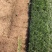 果岭草四季青草坪百慕大草坪马尼拉草坪实方上车价