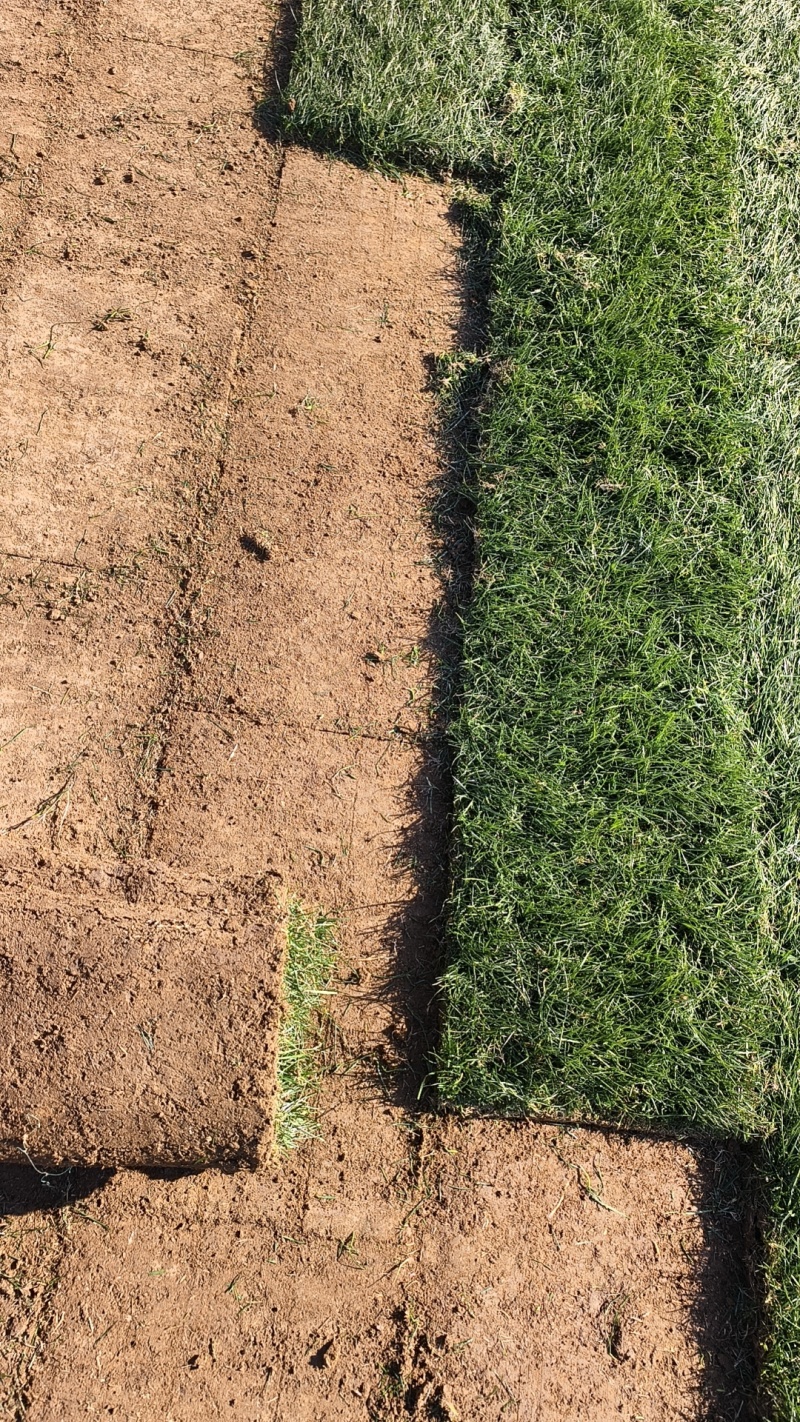 果岭草四季青草坪百慕大草坪马尼拉草坪实方上车价