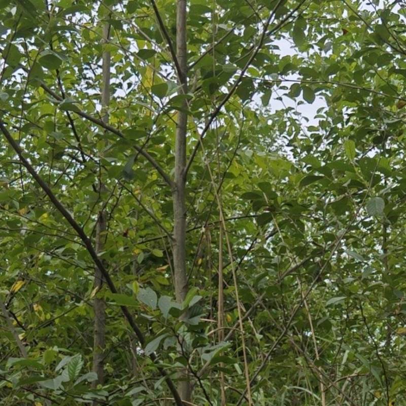 桤木树（青木树）成都各种规格齐全，量大从优欢迎订购