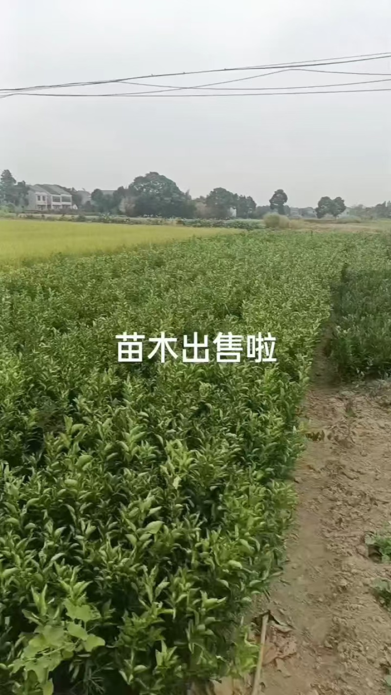 特早熟蜜桔大芬（分）四号柑桔苗
