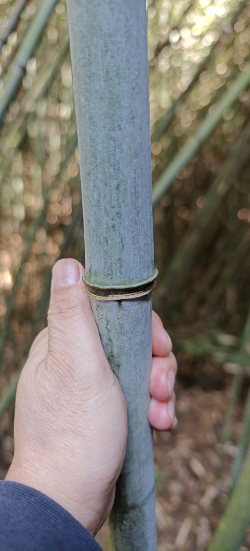 刚竹（白价竹，水竹，斑竹，金竹等品种）各种规格品种齐全。