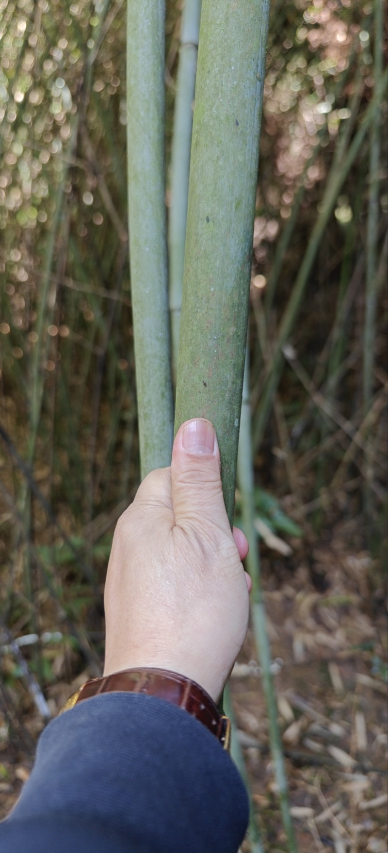 刚竹（白价竹，水竹，斑竹，金竹等品种）各种规格品种齐全。