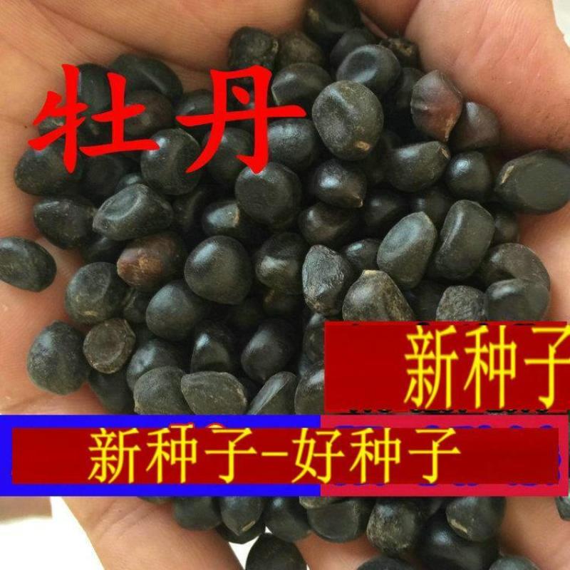 牡丹种子，新货育苗专用。价格美丽包邮