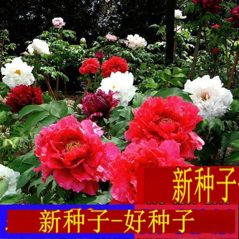 牡丹种子，新货育苗专用。价格美丽包邮