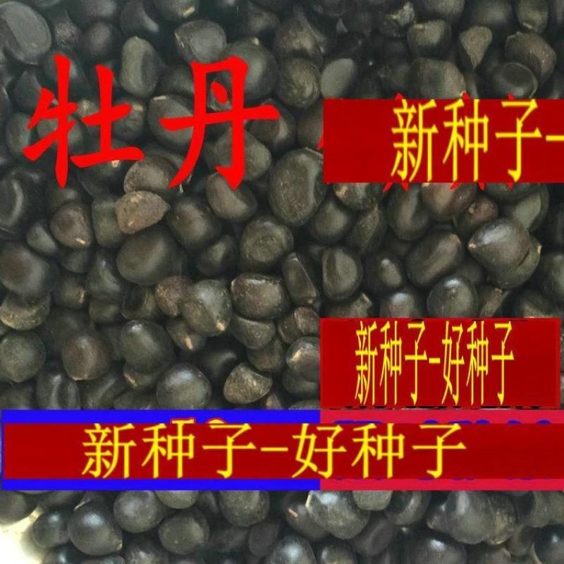 牡丹种子，新货育苗专用。价格美丽包邮