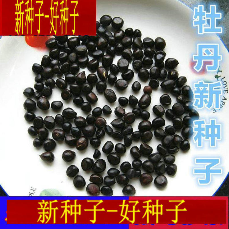 牡丹种子，新货育苗专用。价格美丽包邮