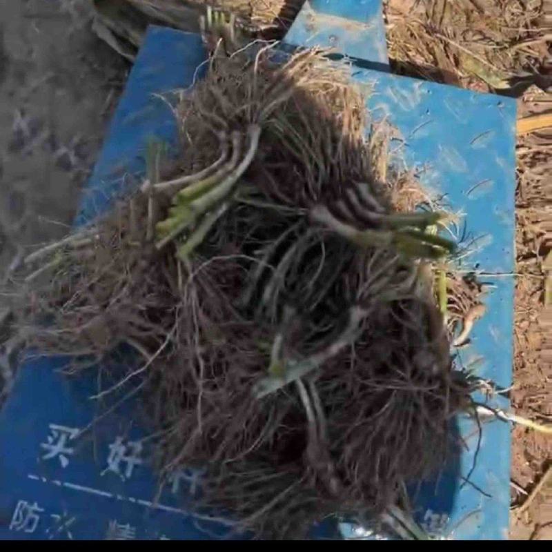 韭菜根，不休眠的，