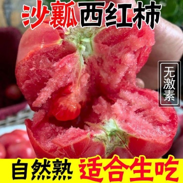 山东西红柿硬粉西红柿产地掉价中，孤三起步电商货市场加工中