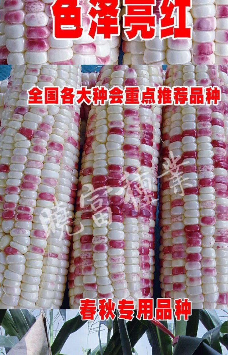 晓富彩甜糯2018宝马玉米种籽天贵糯937玉米种子大棒
