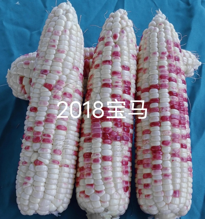 晓富彩甜糯2018宝马玉米种籽天贵糯937玉米种子大棒