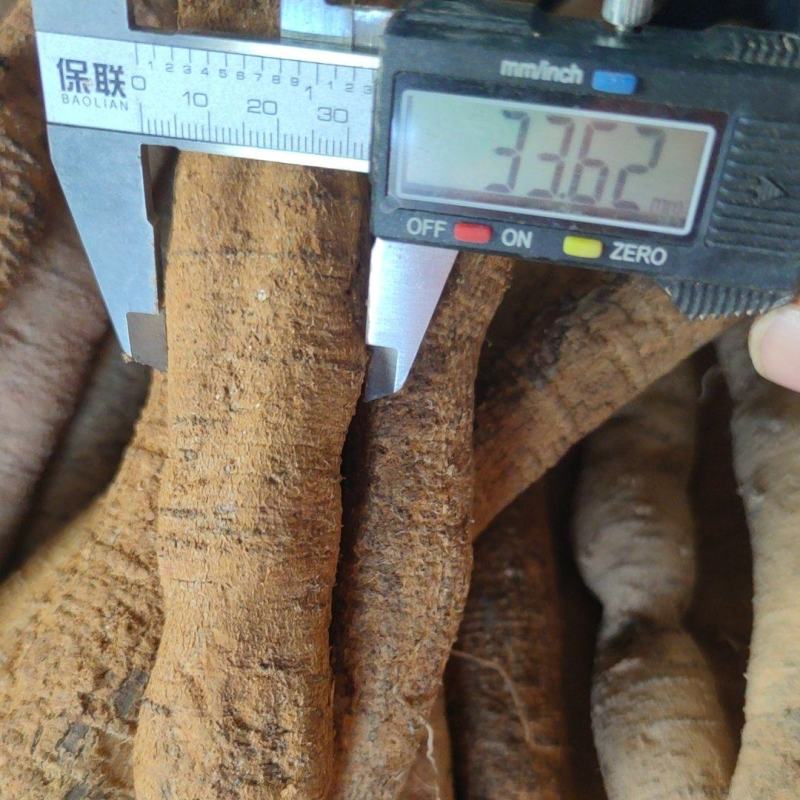 牛大力大牛
