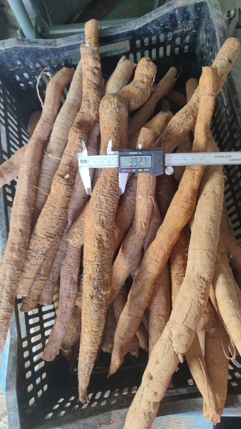 牛大力大牛