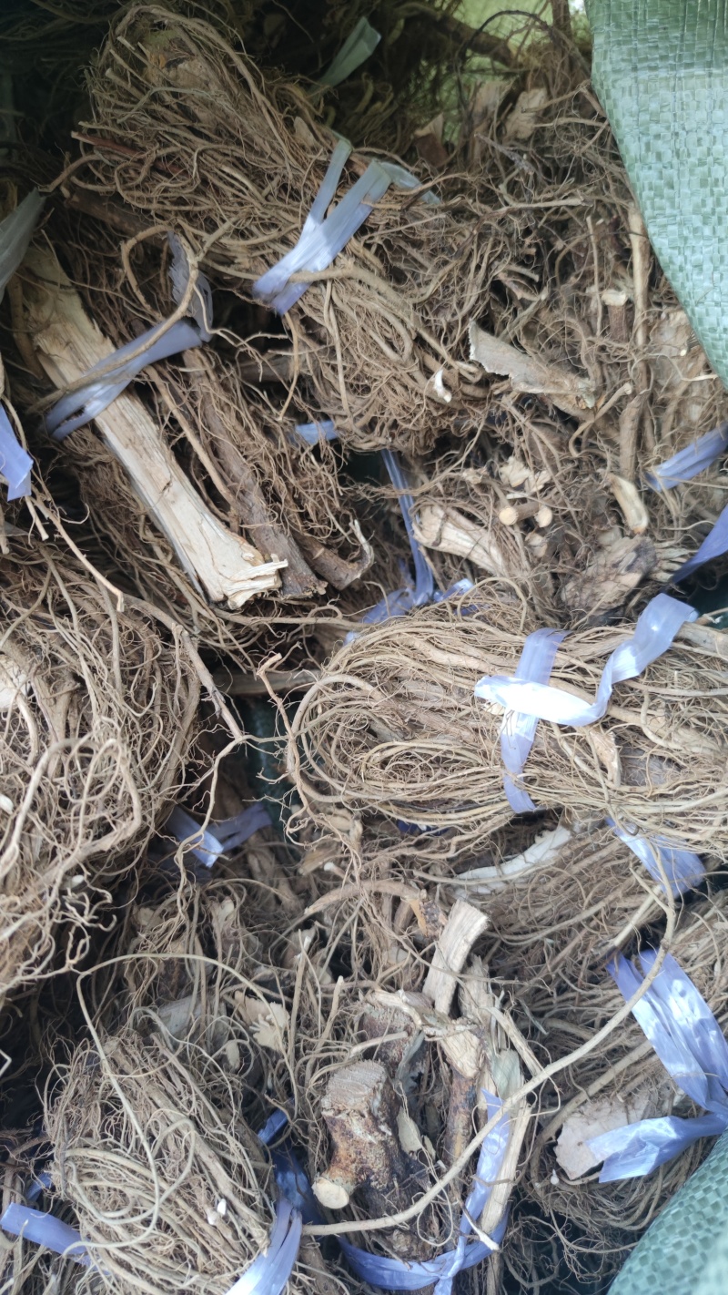 牛奶根