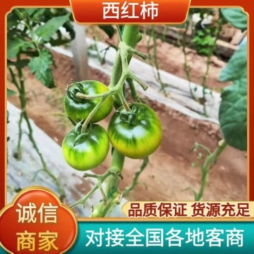 优质草莓西红柿