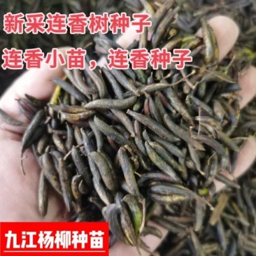 连香种子刚采收的连香鲜果连香种子