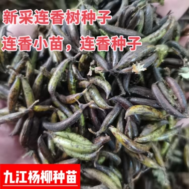连香种子刚采收的连香鲜果连香种子