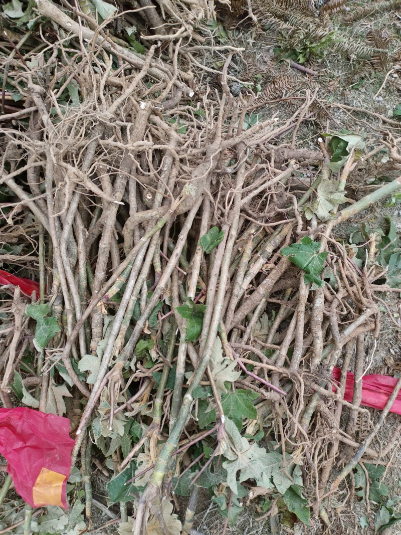 大通草苗1.5一颗老桩两年苗十万颗