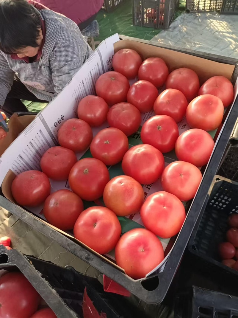 西红柿硬粉西红柿产地直供一手货源品质保障欢迎咨询
