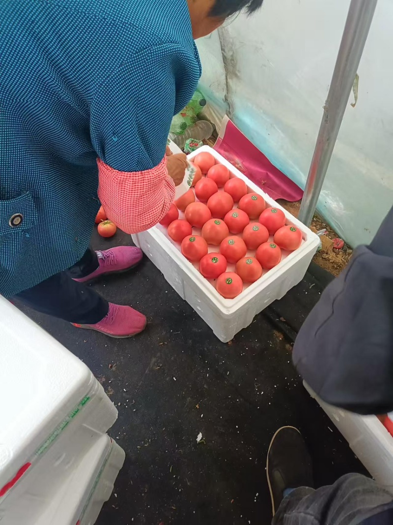 西红柿硬粉西红柿产地直供一手货源品质保障欢迎咨询