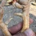 祝氏310天，1200羽，均重6.5，粉料黄肉，钉头均匀