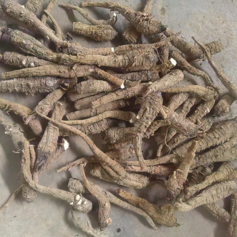 【热卖】石柱县白子新鲜上市白芷无硫白芷