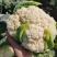 松花菜通许当年鲜菜花纯80小米粒白花菜代收代发代加工
