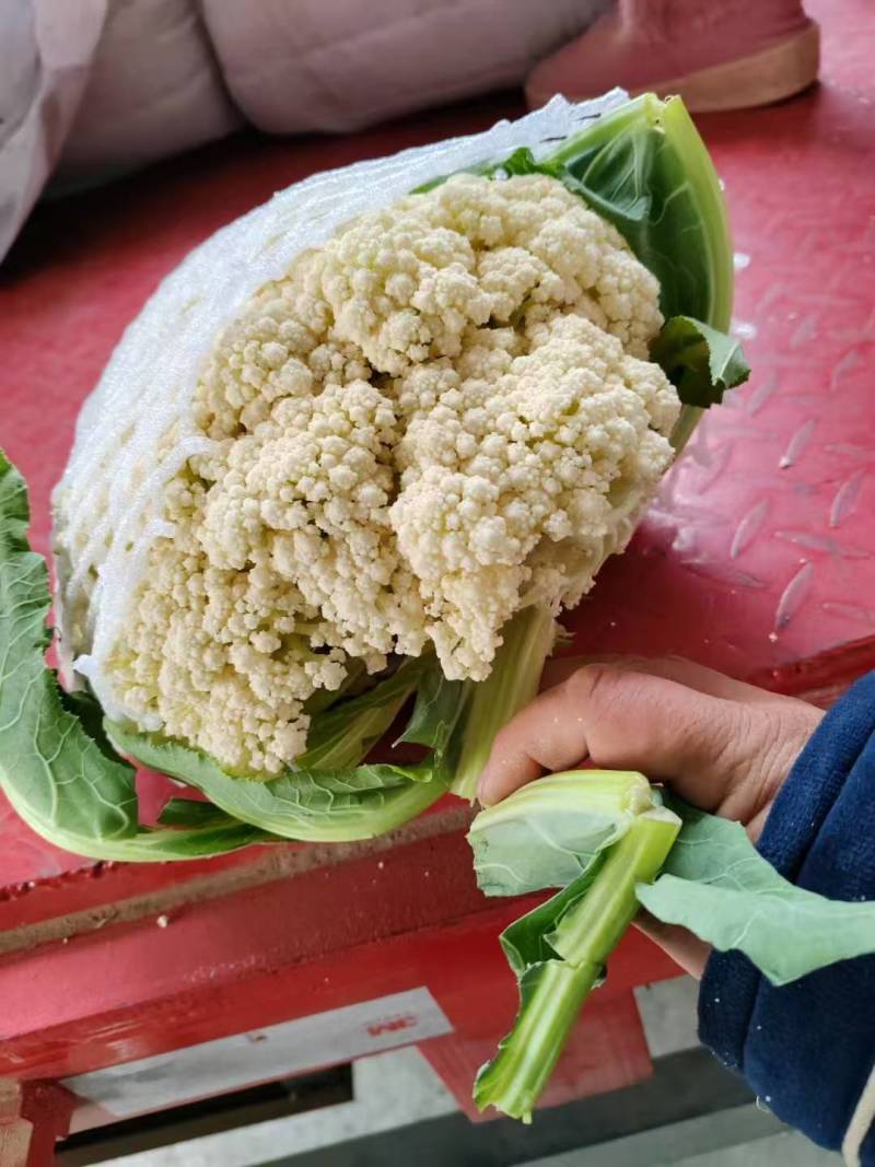 松花菜通许当年鲜菜花纯80小米粒白花菜代收代发代加工