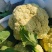 松花菜通许当年鲜菜花纯80小米粒白花菜代收代发代加工