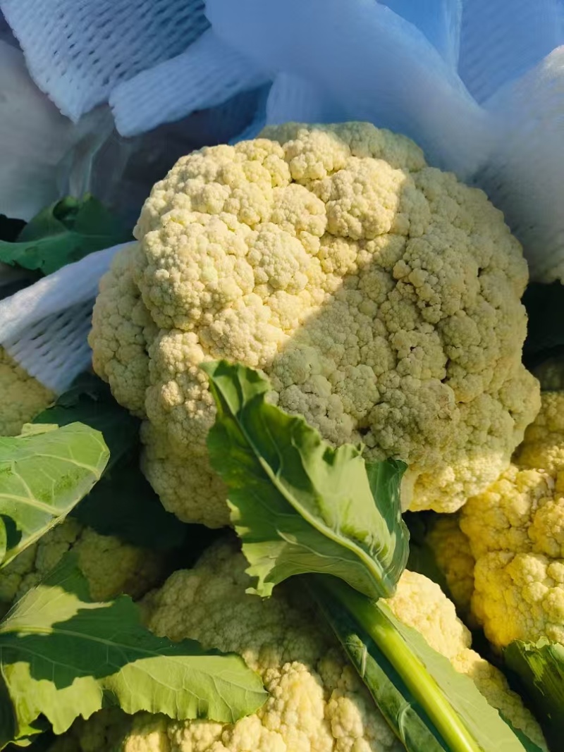 松花菜通许当年鲜菜花纯80小米粒白花菜代收代发代加工