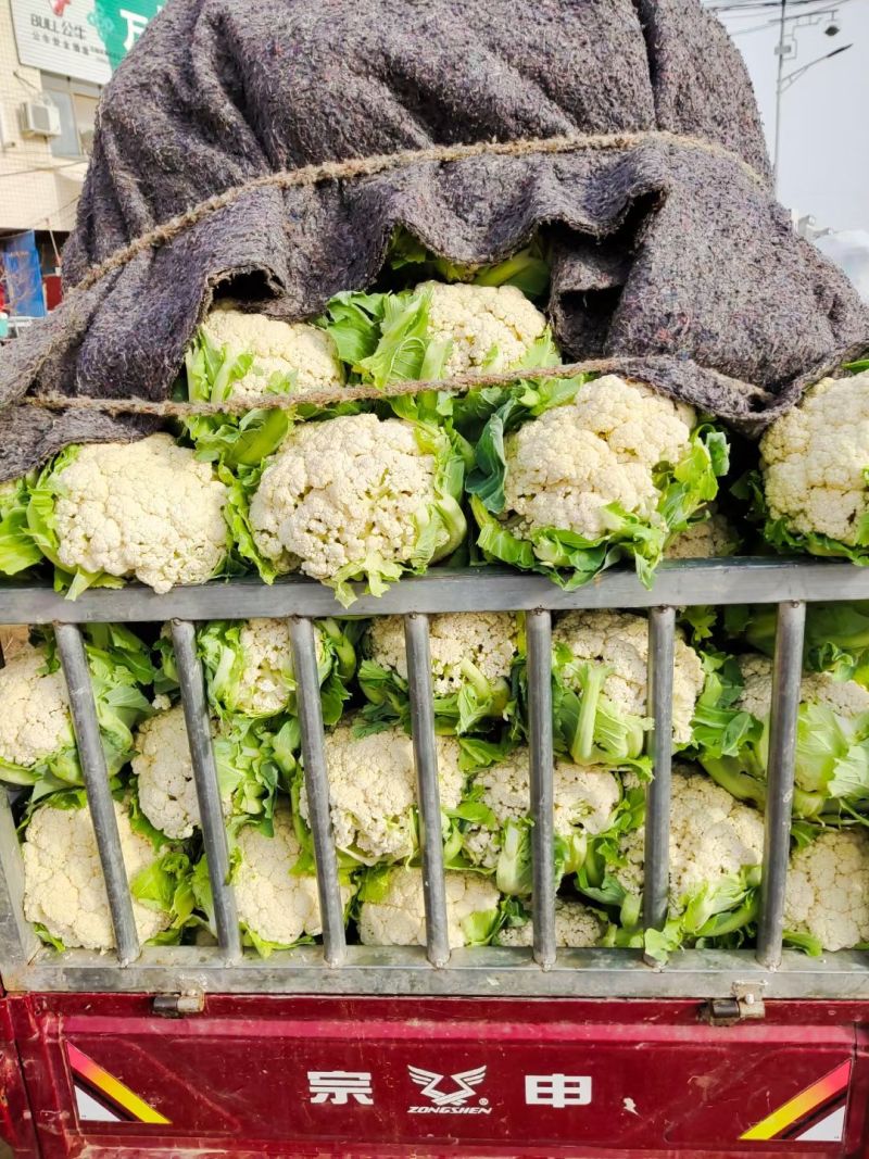 松花菜通许当年鲜菜花纯80小米粒白花菜代收代发代加工