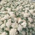松花菜通许当年鲜菜花纯80小米粒白花菜代收代发代加工