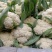 松花菜通许当年鲜菜花纯80小米粒白花菜代收代发代加工