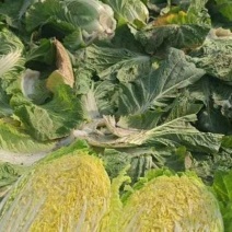 白菜黄心白菜大量上市精品货源产地直发万亩基地